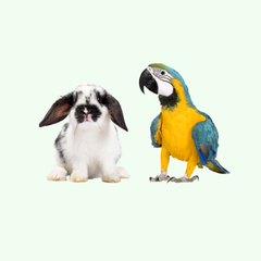 Collection image for: Alte animale