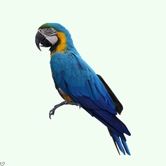 Collection image for: Păsări