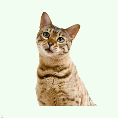 Collection image for: Pisici