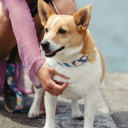 Zgardă Brott Textura Montroig Dog