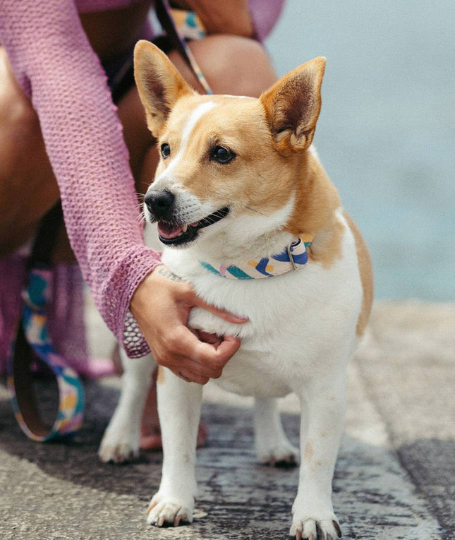 Zgardă Brott Textura Montroig Dog