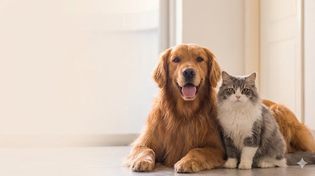 <h3><strong>Grijă, încredere și afecțiune pentru prietenii noștri necuvântători!</strong><br/><br/></h3>