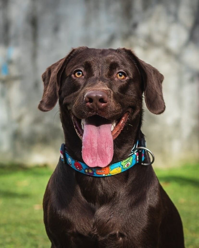 Zgardă Max & Molly Smart ID - S - Little Monsters